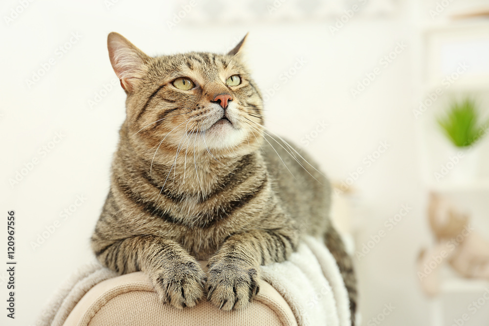 Grey tabby cat lying on backrest against blurred background