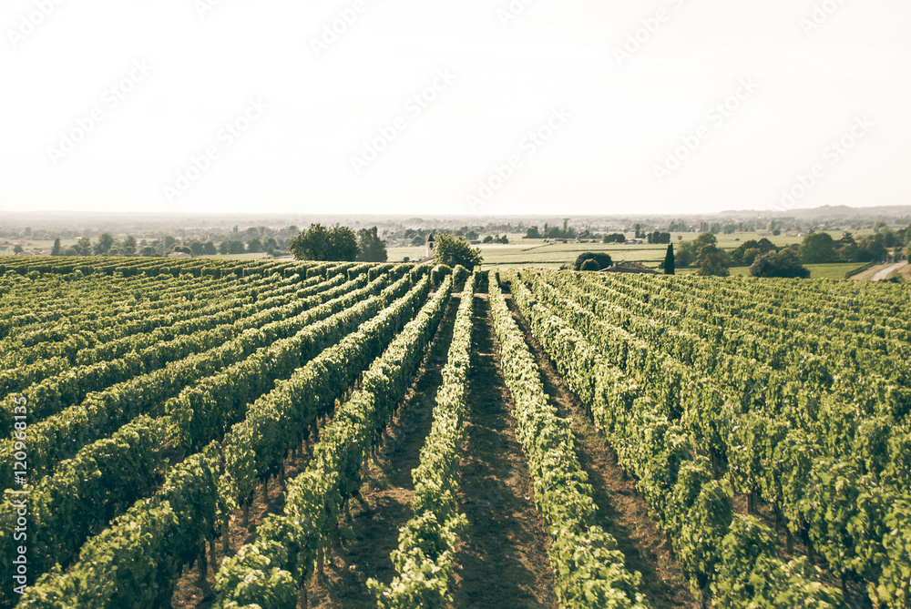 Prestigious vinyards of Medoc, France. HDR processing