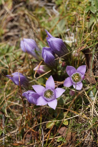 Gentianella bulgarica, Cuckoo language - flowers that grow at an altitude of 2000-2300 m photo