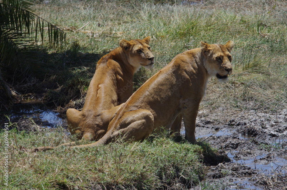 Naklejka premium Lion en Afrique