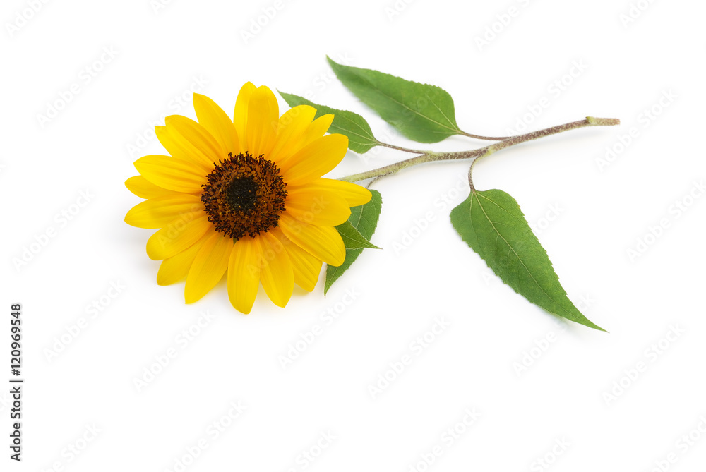 Fototapeta premium Sonnenblume