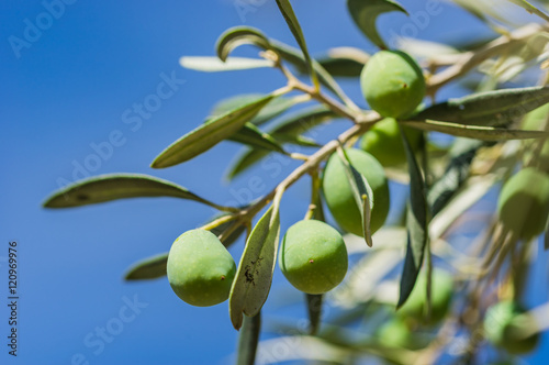 Olives fruit