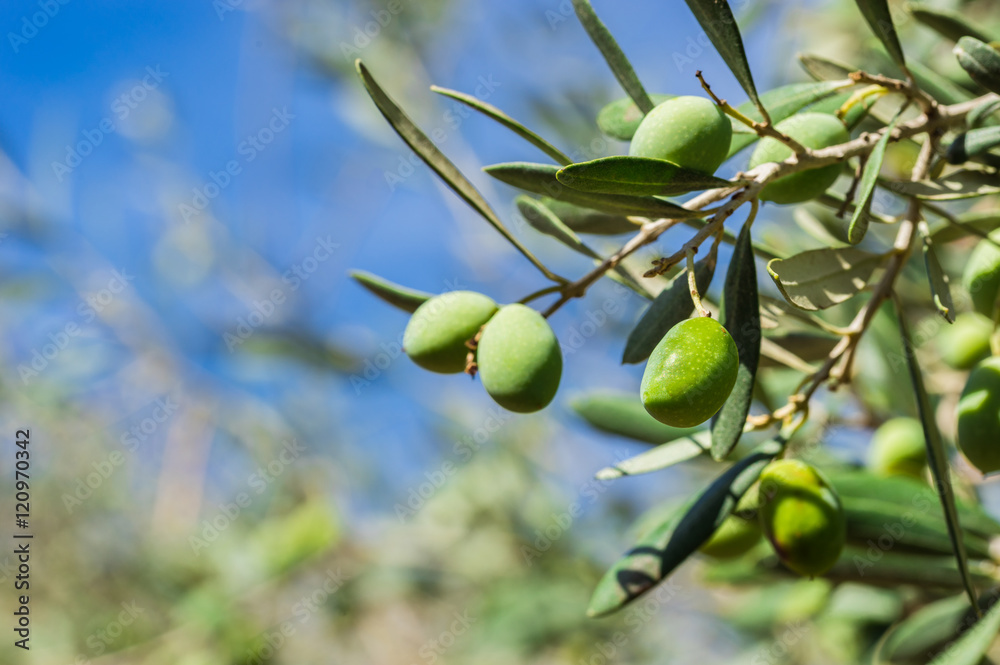 Fototapeta premium Olives at tree in a olive grove