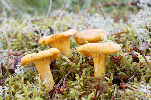 Group of chantarelles in moss