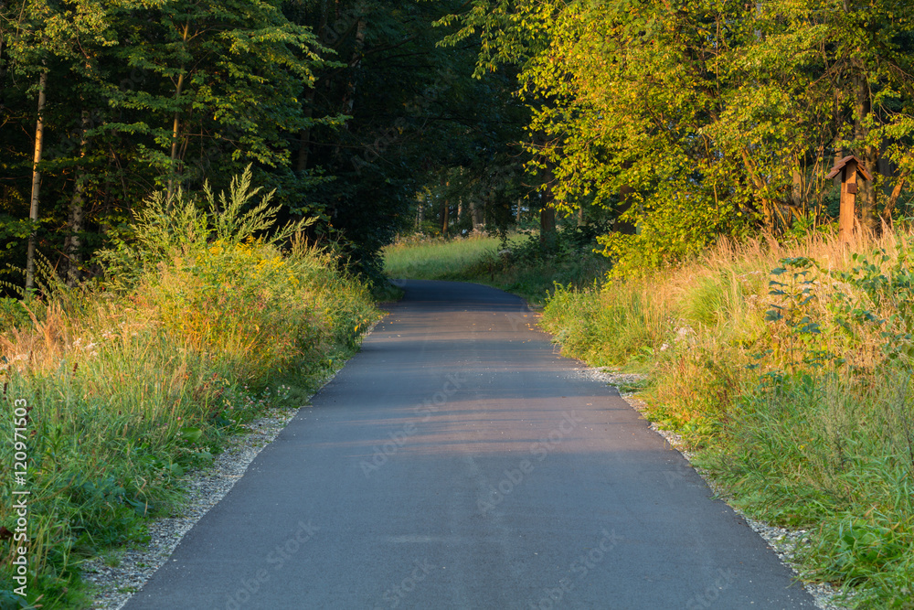 Naklejka premium Forest road. Landscape in mountains