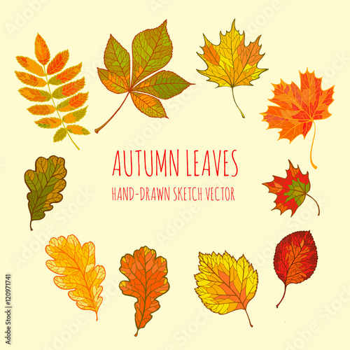 Colorful autumn leaves: chestnut, oak, maple, alder. linden, mountain ash.