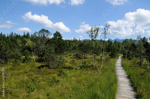 Bohlenweg im Murnauer Moos
