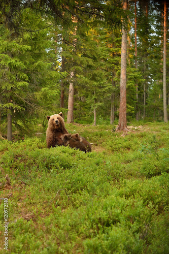 Brown bear suckling cubs in forest © Erik Mandre