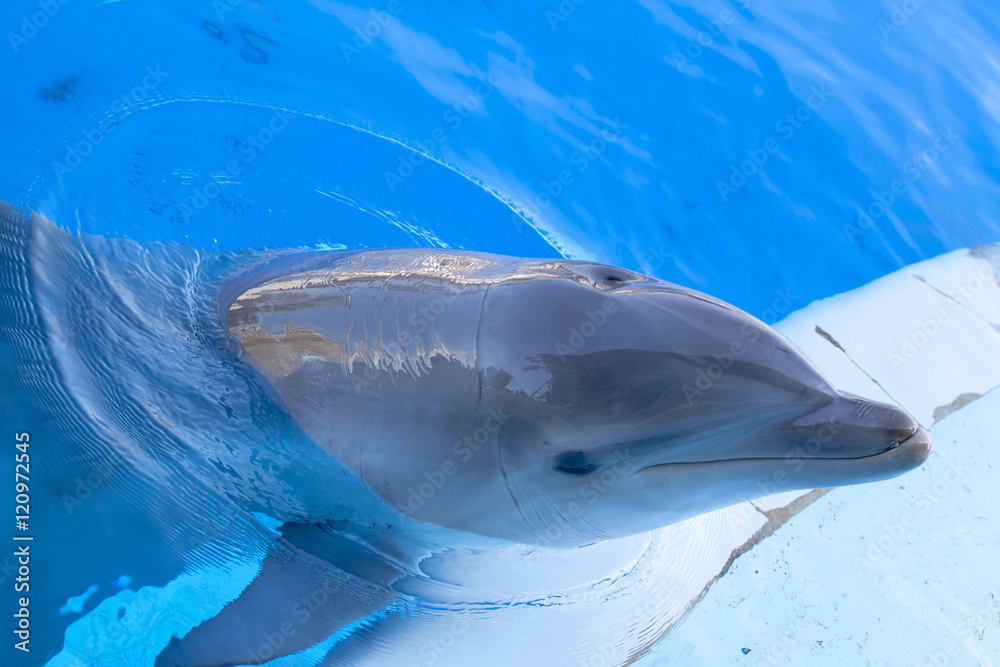 Naklejka premium Dauphin sortant la tête 