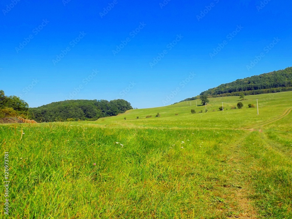 Big green meadow and deciduous in background, blue sky during sunny day