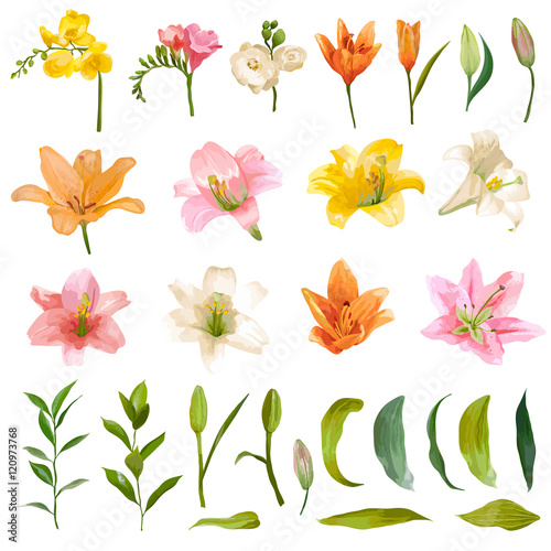 Vintage Lily and Rose Flowers Set - Watercolor Style - in vector