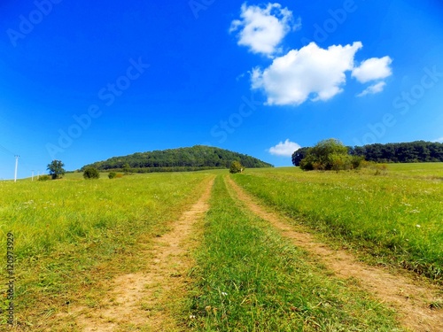 Road on meadow and deciduous forest in background in wild nature