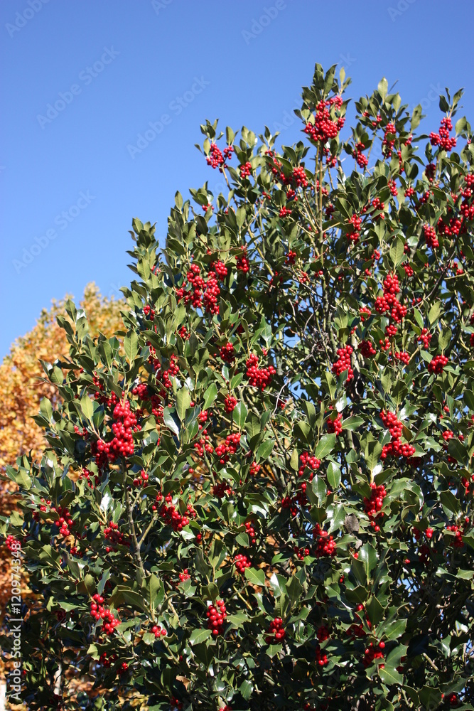 Christmas Holly Branch with red berries in autumn, Italy