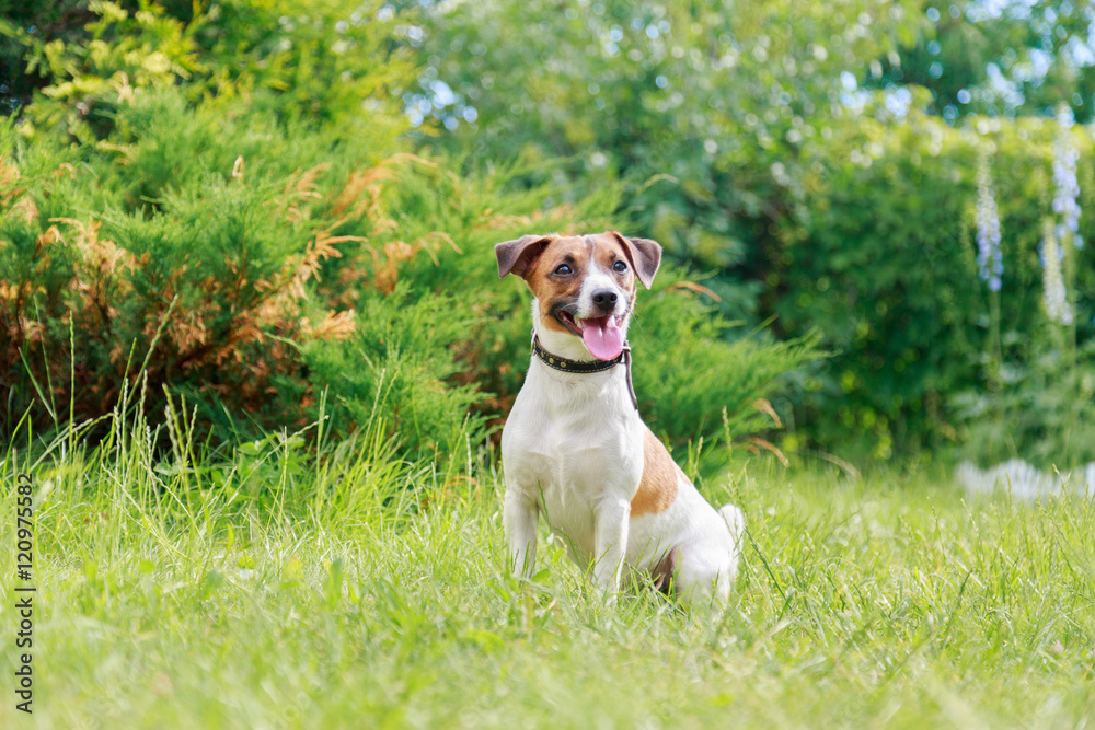 Jack Russell Terrier