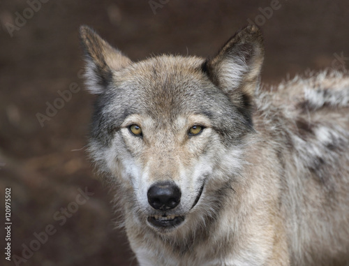 loup gris en été