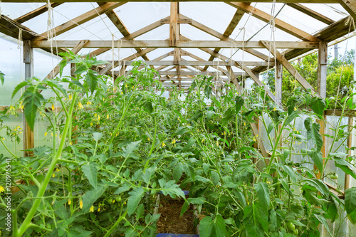 tomatoes in a homemade greenhouse
