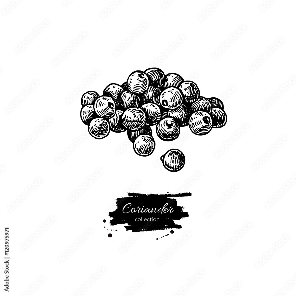 Coriander seed heap vector hand drawn illustration. Isolated spi Stock