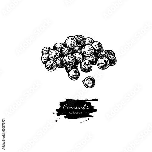 Coriander seed heap vector hand drawn illustration. Isolated spi