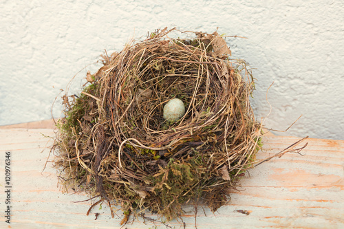 Amsel Nest mit einem Ei photo