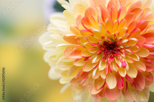 Dahlia flowers close up for yellow background.