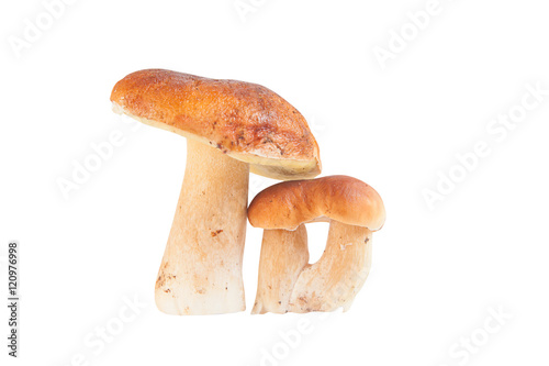 Edible mushrooms porcini on a white background