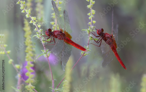 Pair of red dragonfly on the branches of the ambrosia