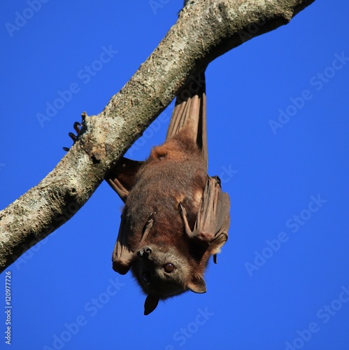 Fruit bat hanging upside down on a tree