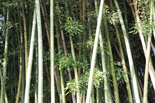 Green bamboo in the garden in summer  Italy 