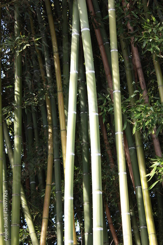 Green bamboo in summer, Italy 