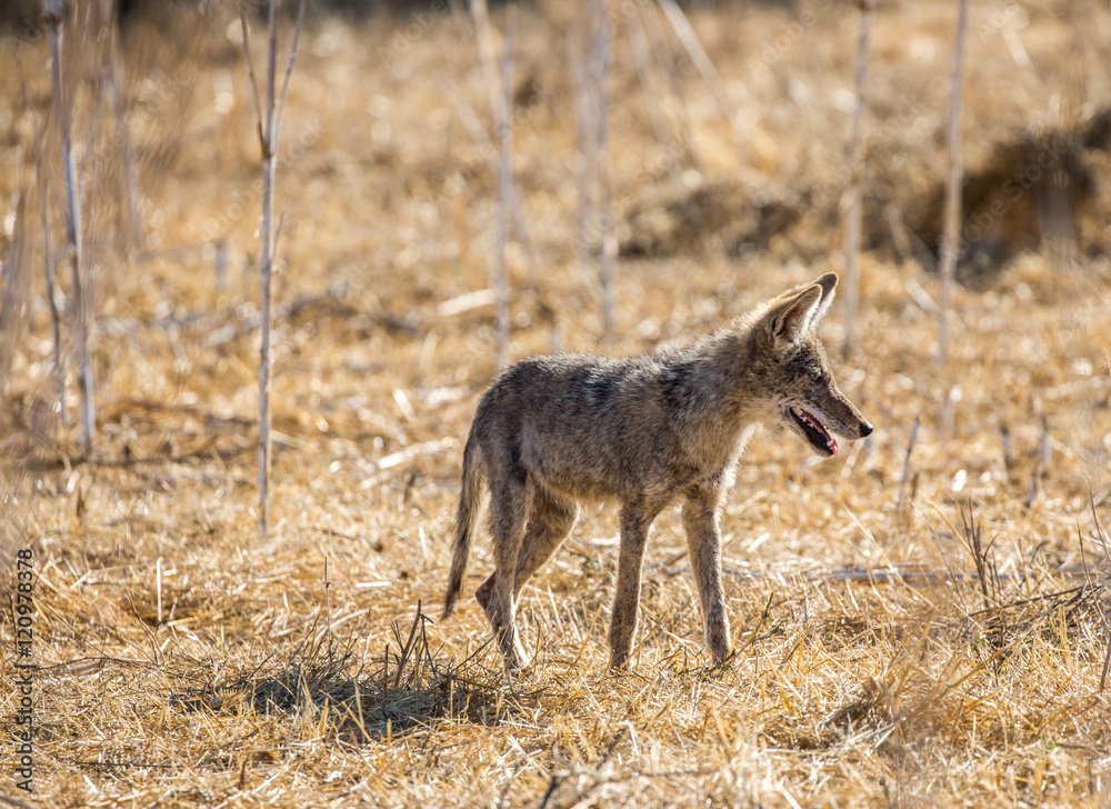Naklejka premium Young Coyote (Canis latrans) hunting in the wild grass. Santa Teresa County Park, California, USA