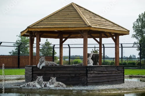 Obraz Wypoczywające bengalskie tygrysy