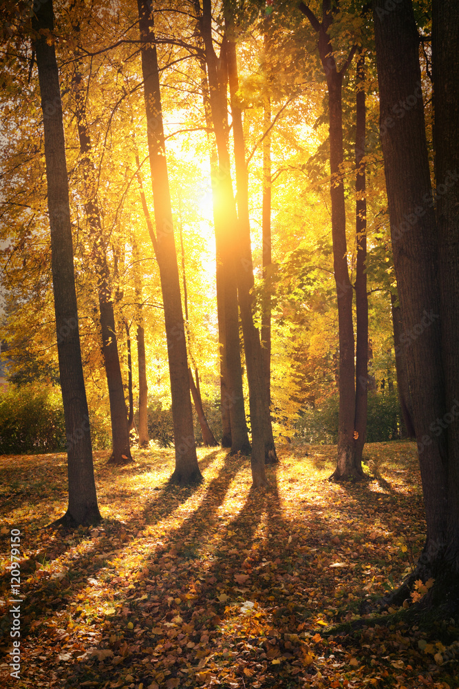 Fototapeta premium Autumn landscape