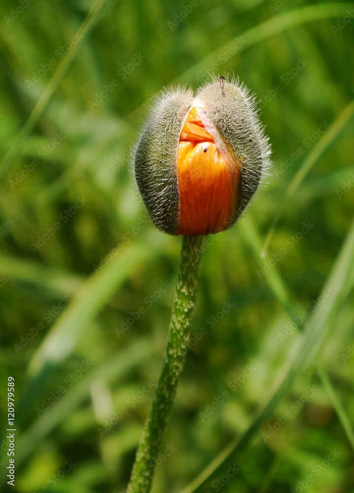 Obraz premium Aufbrechende Mohnblüte