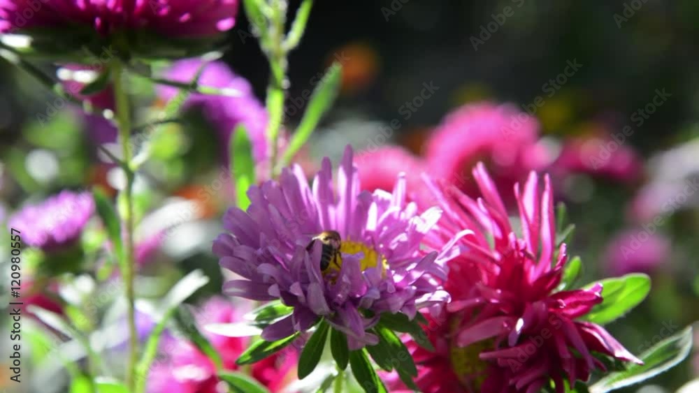flowers in the garden on a blurred background flowers in the garden on a blurred background