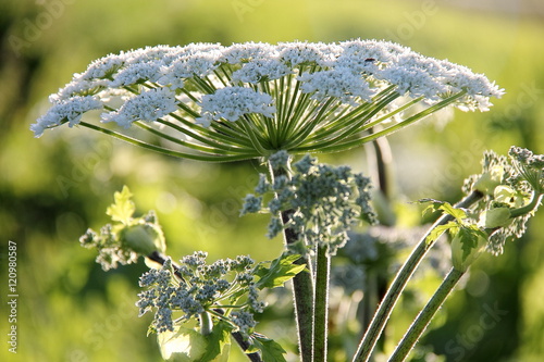 Heracleum sphondylium, bereklauw