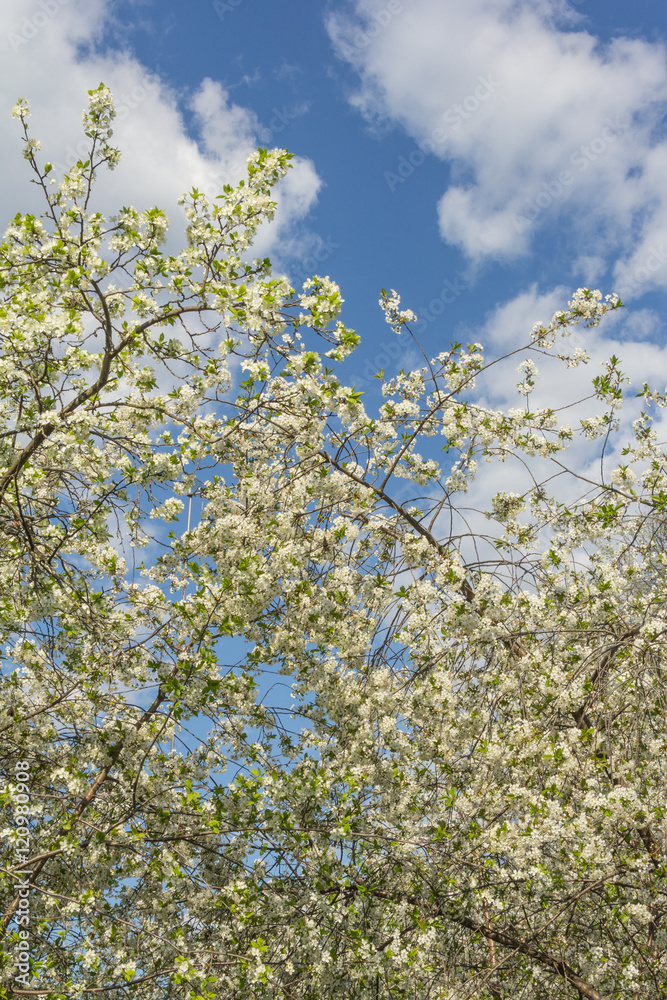 Obraz premium blooming cherry tree branch on the background of a blue sky with white clouds