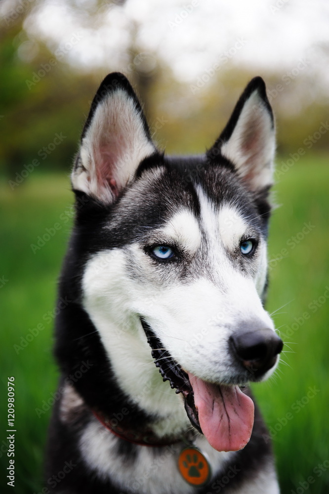 a dog husky walking in a park