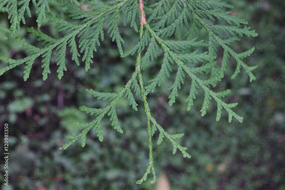 green branch coniferous plants green branch coniferous plants