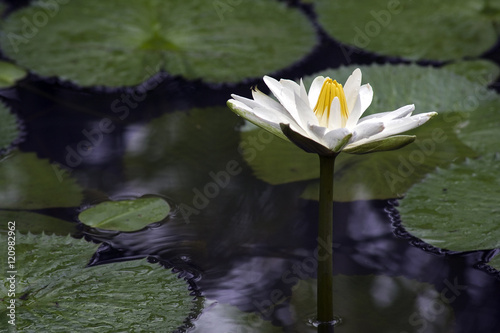 European white waterlily or nenuphar, a beautiful aquatic flower photo