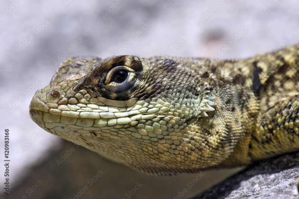 Head of small lizard very common in Brazil Head of small lizard very common in Brazil