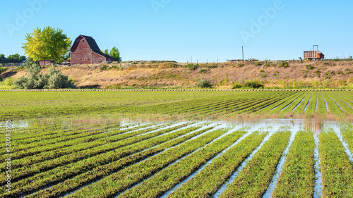 Idaho farm with rows of crops in a field