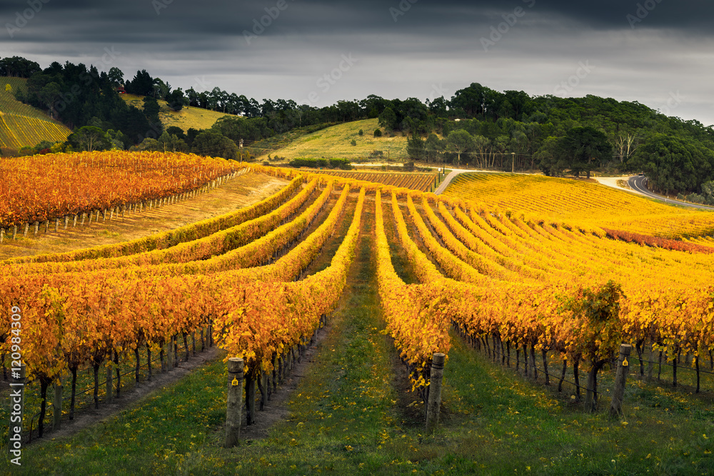 Vineyard in Autumn Vineyard in Autumn