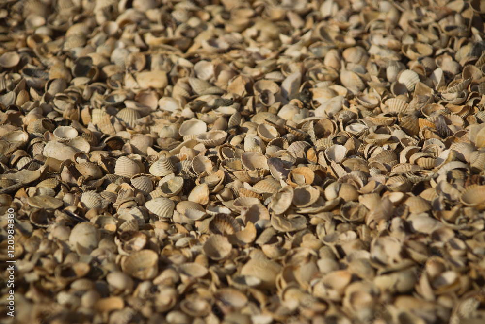 Seashell background. Azov sea. Dolzhanskaya Spit Seashell background. Azov sea. Dolzhanskaya Spit