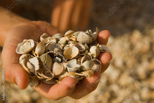 handful of shells in children's hands