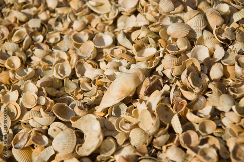  Seashell background. Azov sea. Dolzhanskaya Spit photo