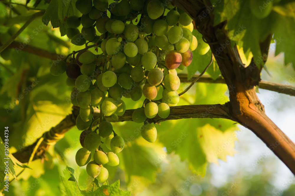 White Bunch of Grape