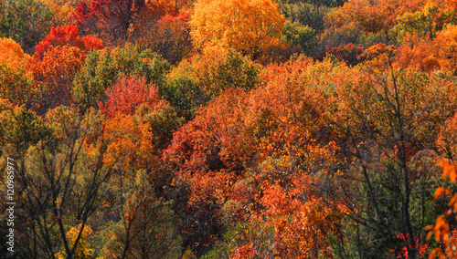 Fall foliage in Michigan state