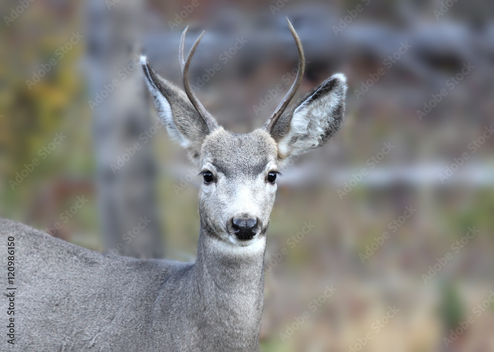 White tailed deer in the meadow White tailed deer in the meadow