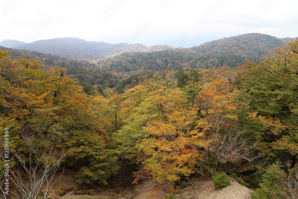 大台ケ原の秋景色