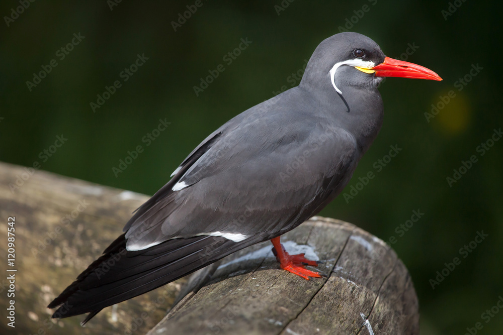 Fototapeta premium Inca tern (Larosterna inca).